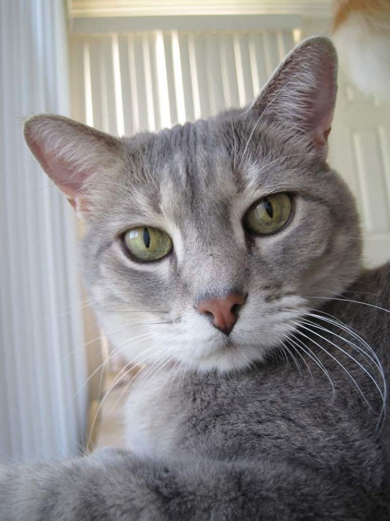 Pierre