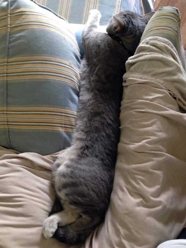 PIerre Sunk Between Chair Back and Cushion