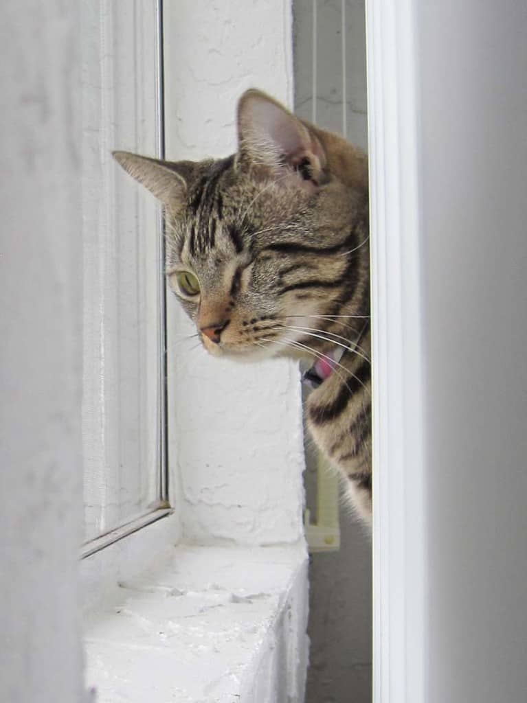 Ashton looking out window