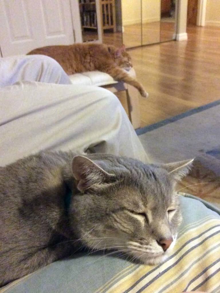 Pierre_and_Newton_Snoozy_sm