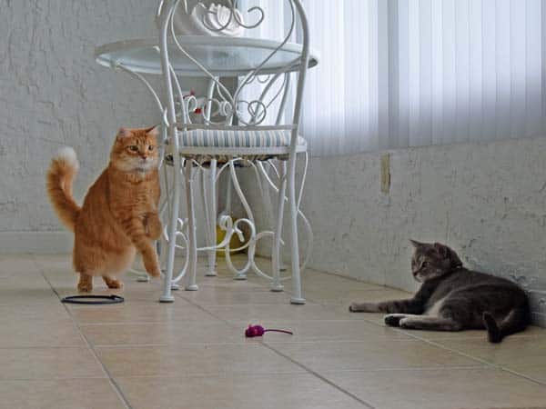 Newton_and_mouse_02_sm