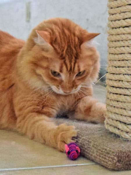Newton_and_mouse_04_sm