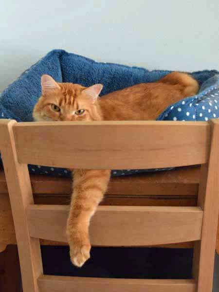 Newton_paw_through_chair_sm