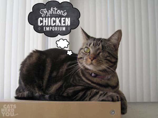 Ashton thinks about chicken emporium