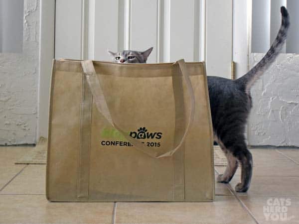 Pierre and the BlogPaws bag