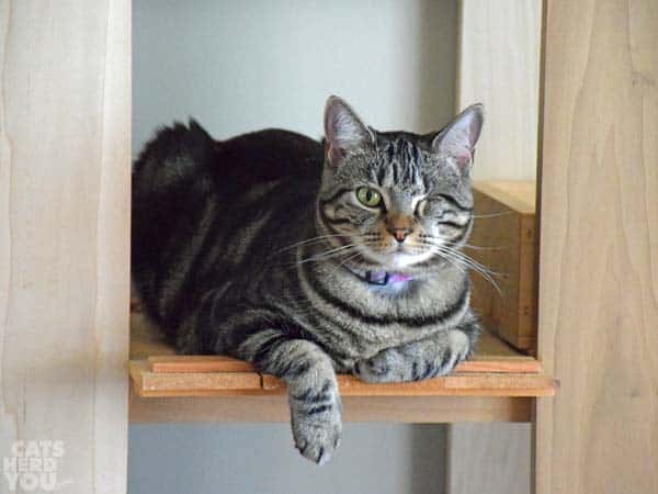 Brown tabby cat dangles one paw
