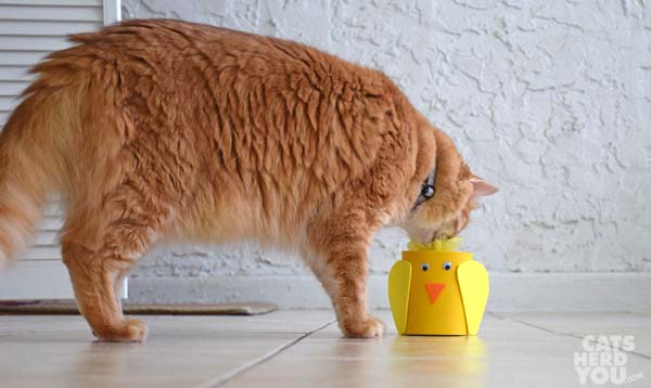 orange tabby cat inspects funny chicken