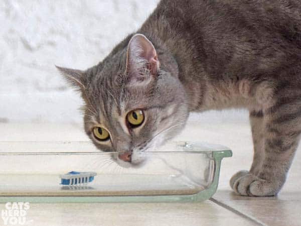gray tabby cat looks at robotic bug