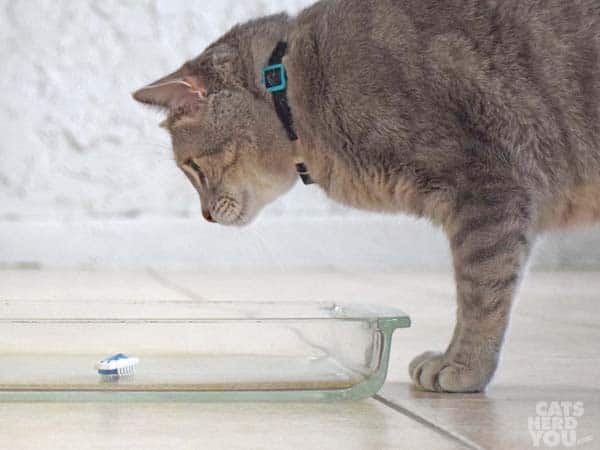 gray tabby cat looks at robotic insect