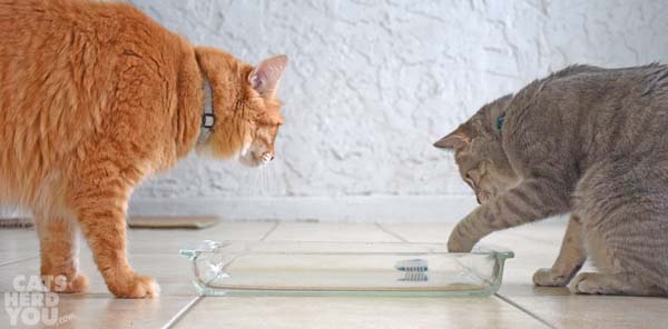 Orange tabby cat watches gray tabby cat swat robotic bug