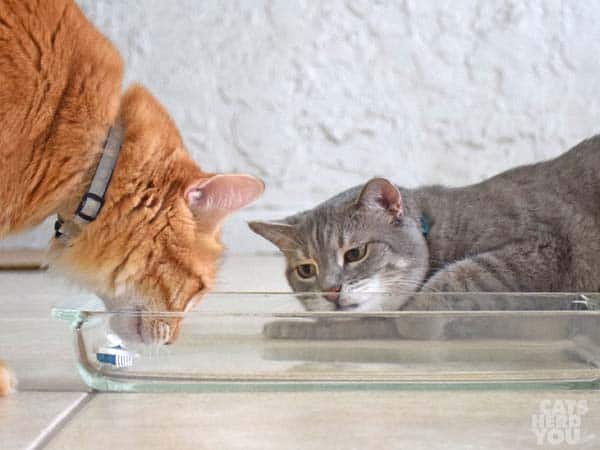 Gray tabby cat watches orange cat sniff robotic bug