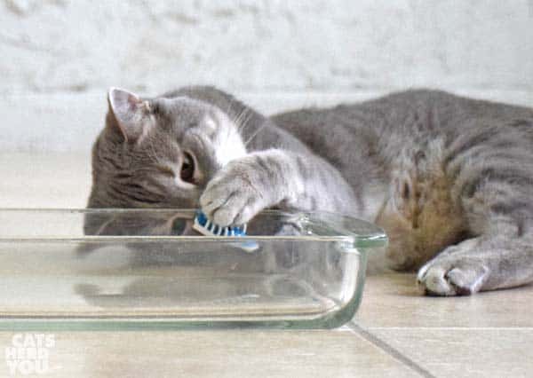 gray tabby cat grabs robotic bug