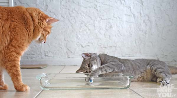 gray tabby cat grabs robotic bug while orange tabby cat looks on