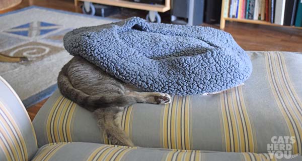 gray tabby cat is mostly hidden under Kozy Kitty
