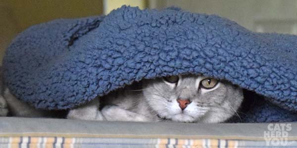 gray tabby cat peers out from under Kozy Kitty