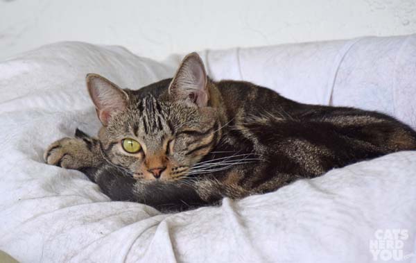 one-eyed brown tabby cat