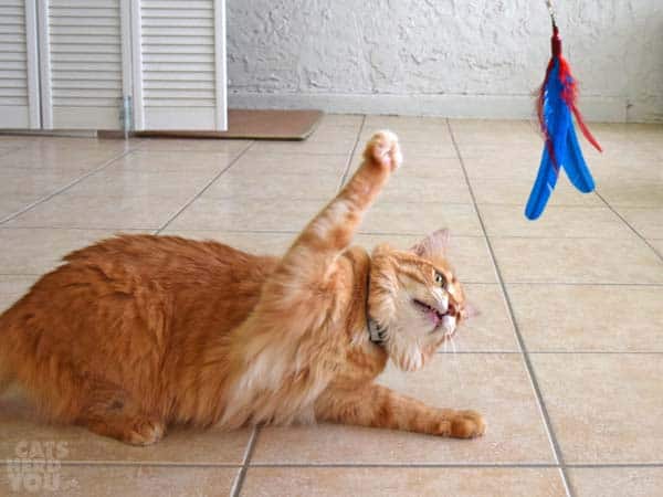 orange tabby cat attacks feather wand