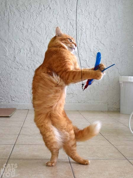 orange tabby cat leaps for feather wand