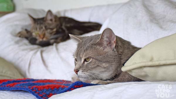Gray tabby cat and brown tabby cat on sofa