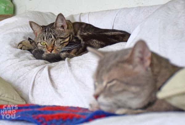 Gray tabby cat and brown tabby cat on sofa