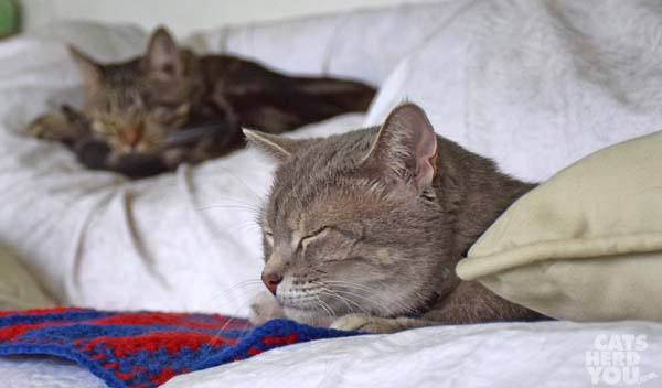 Gray tabby cat and brown tabby cat on sofa