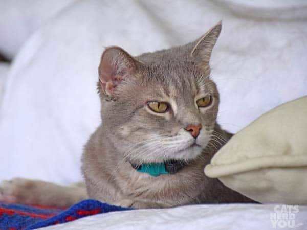 gray tabby cat