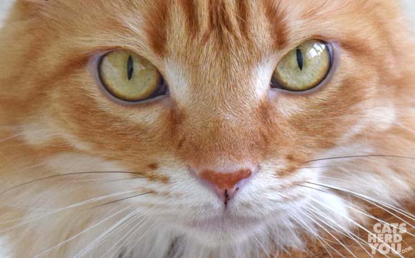orange tabby cat's eyes, nose, and whiskers