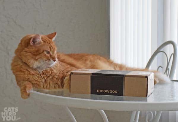 Orange tabby cat and meowbox