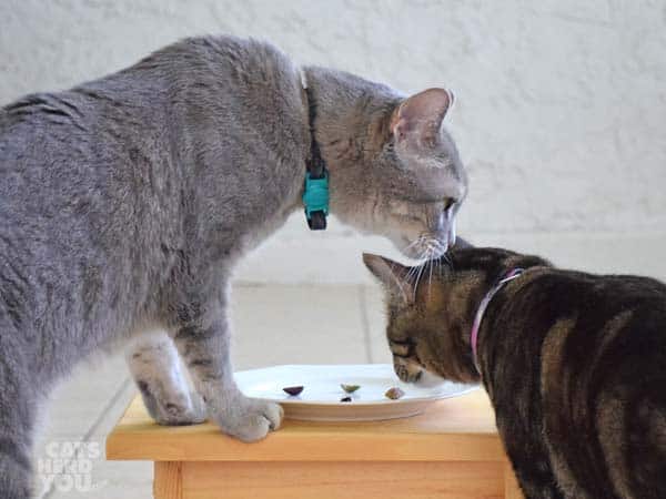 gray cat sniffs brown tabby cat as she sniffs olives