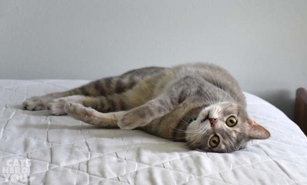 gray tabby cat on unmade bed