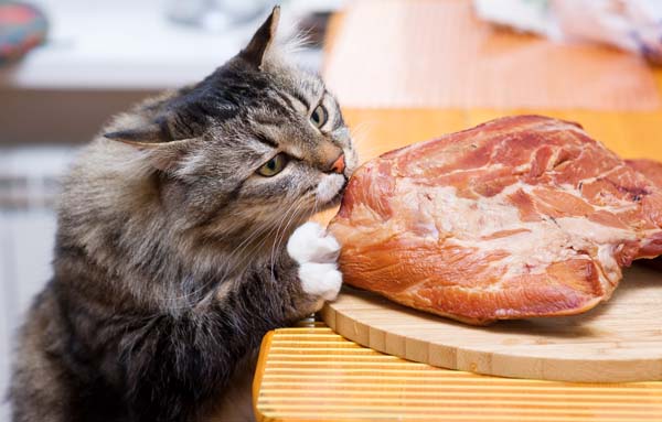 Your Cat is a Carnivore, not a Vegetarian - Cats Herd You