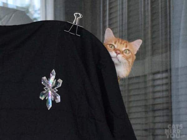 orange tabby cat peers around background for snowflake