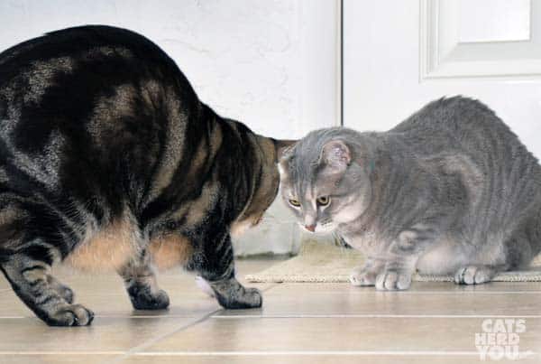 brown tabby cat faces gray tabby cat after stealing his treat