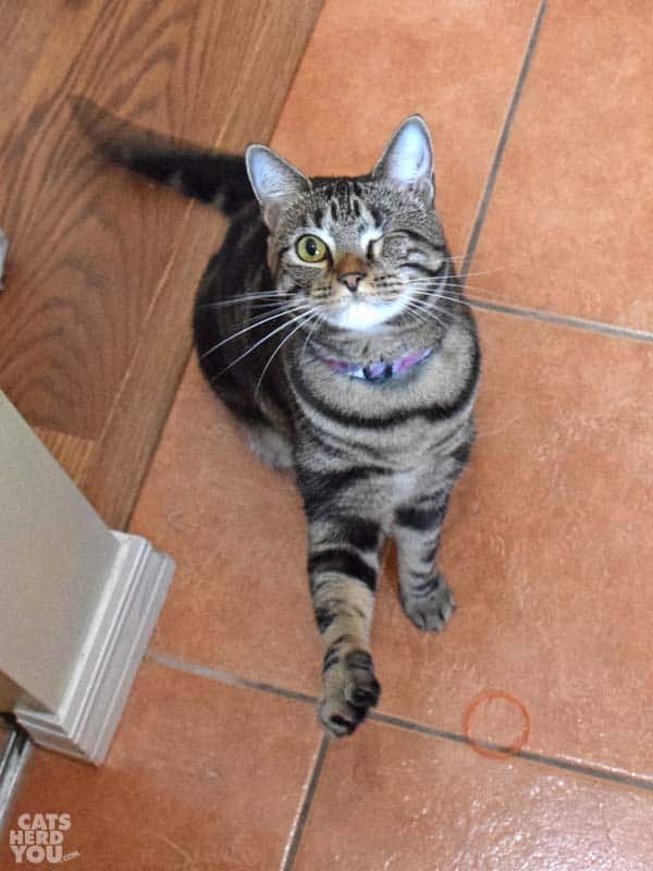 one-eyed brown tabby cat waves paw