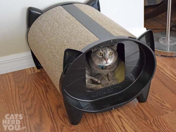 gray tabby cat in katkabin