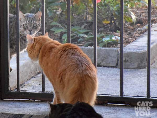 cat looks in screen at orange tabby cat