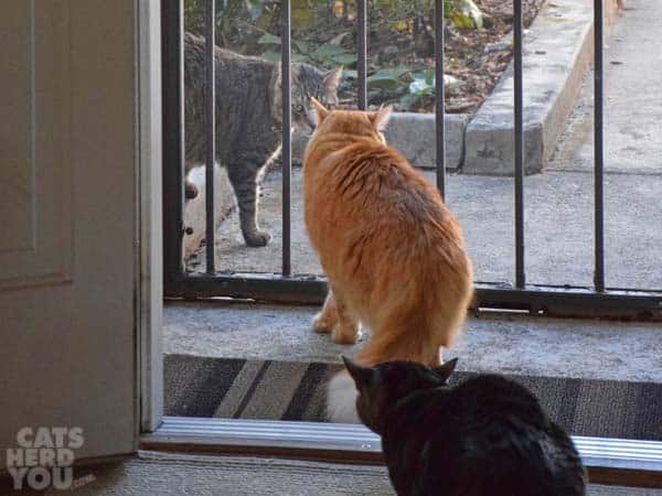 Tabby cat looks in at orange tabby cat