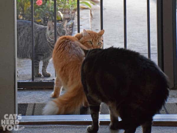 neighbor cat and orange tabby cat look at angry, brown tabby cat