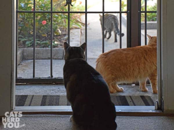 Broan tabby cat and orange tabby cat watch neighbor cat leave