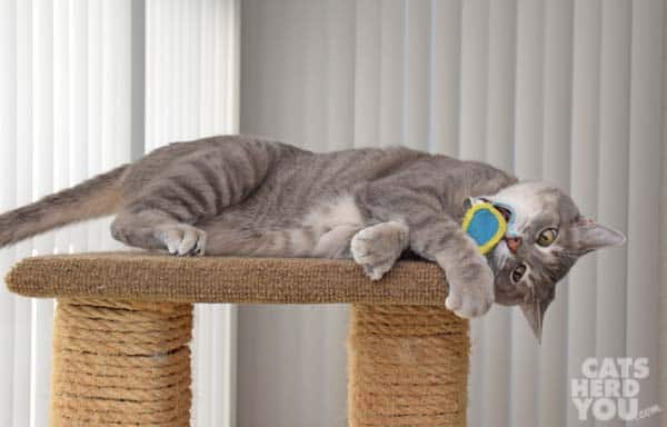 Gray tabby cat and mesh toy