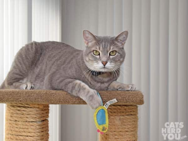 Gray tabby cat and mesh toy