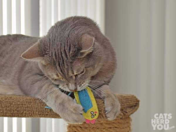 Gray tabby cat and mesh toy