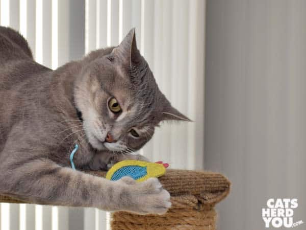 Gray tabby cat and mesh toy