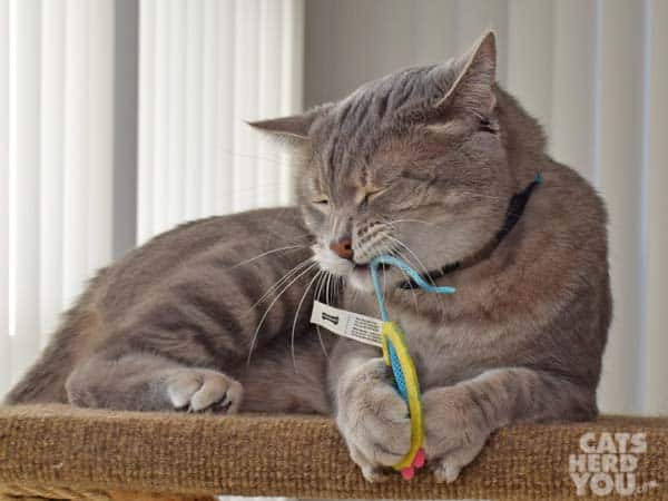 gray tabby cat pulls tail of mesh toy