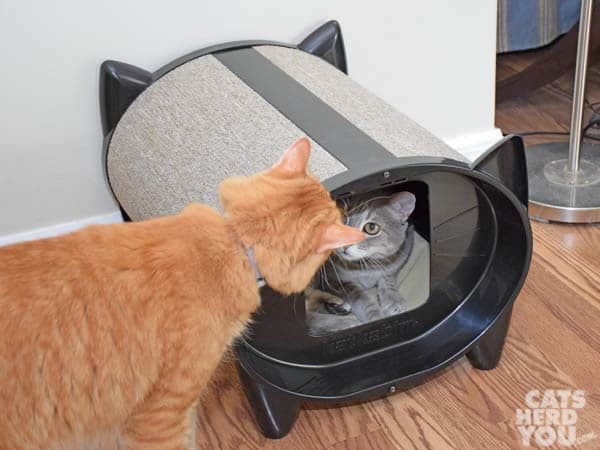 orange tabby cat photobombs gray tabby cat in katkabin