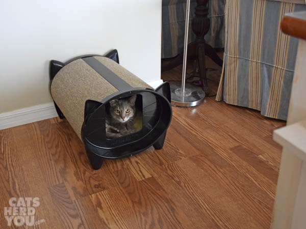 gray tabby cat in katkabin