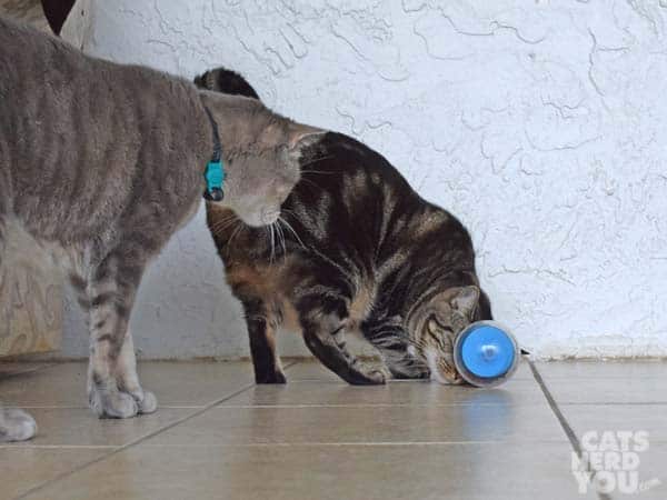 brwon tabby cat works on treat dispensing cat toy as gray tabby cat looks on