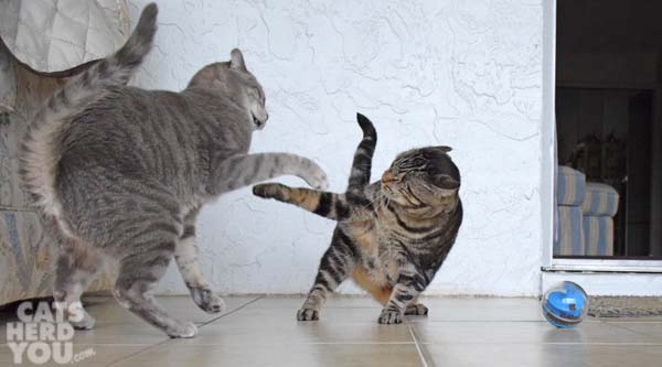 one-eyed brown tabby cat defends treat-dispensing toy from gray tabby cat
