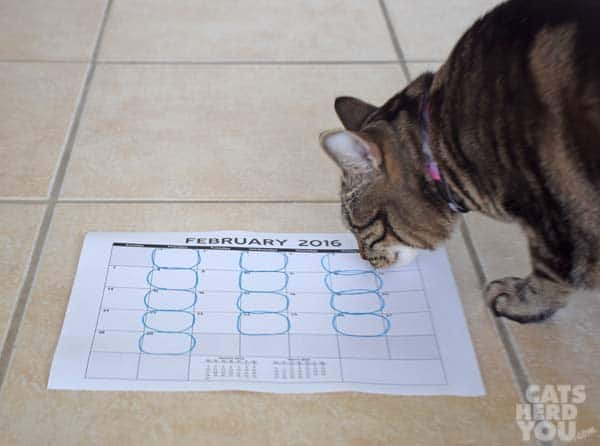 brown tabby cat looks at calendar