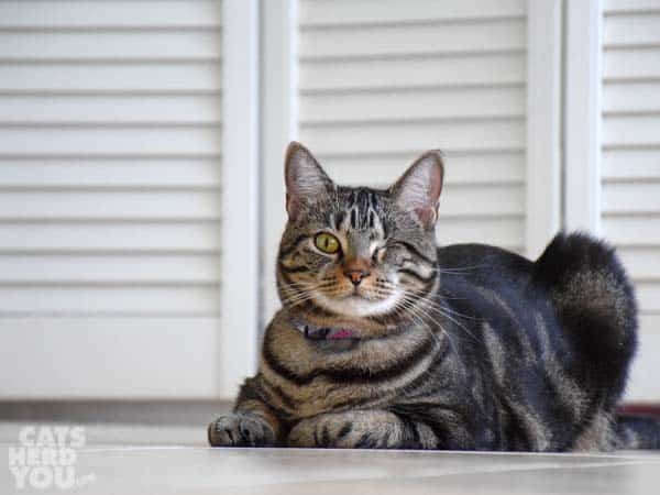 One-eyed cat sits in a loaf position in front of white shutters